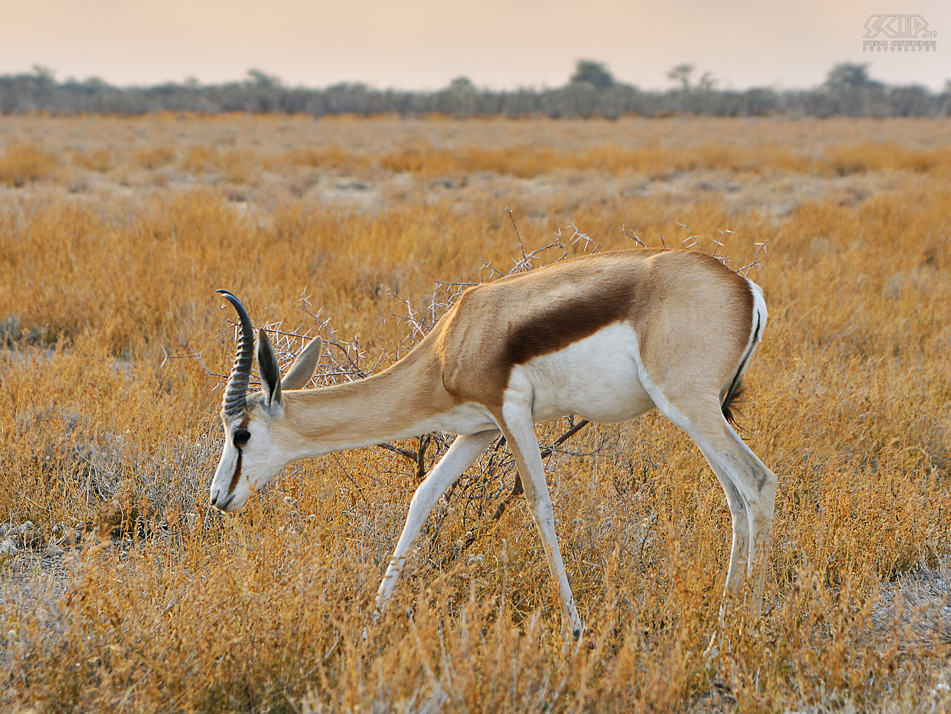 Etosha - Springbok  Stefan Cruysberghs